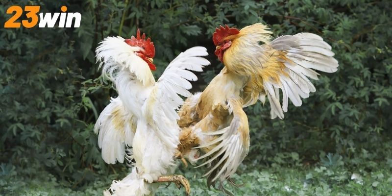 Những chiến thuật cược đá gà giúp bạn thắng dễ dàng