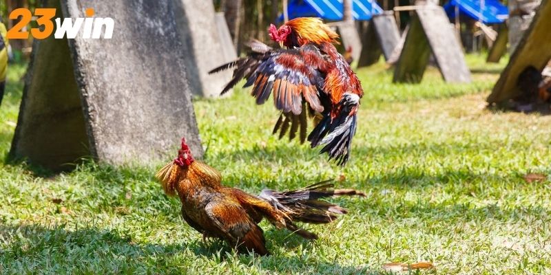 Những ưu điểm đặc biệt khiến bộ môn đá gà trở nên nổi bật